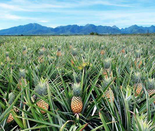 Camp Philips Piineapple Plantation - Tourist Spots in Bukidnon