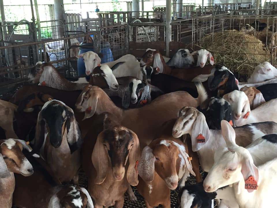 JSJ Goat Farm - Tarlac Tourist Spots