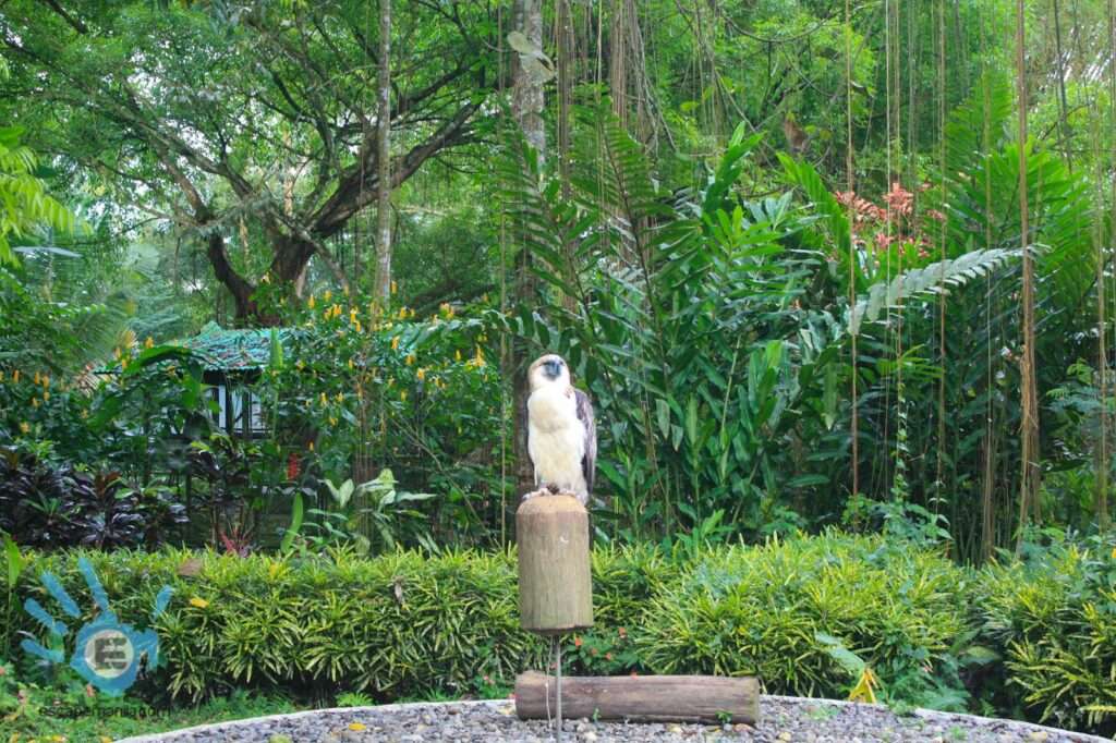 Philippine Eagle Center - Tourist Spot