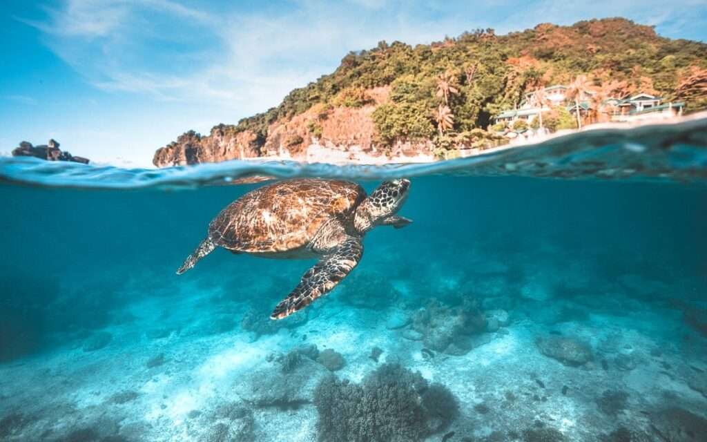 Apo Island (Negros Oriental)