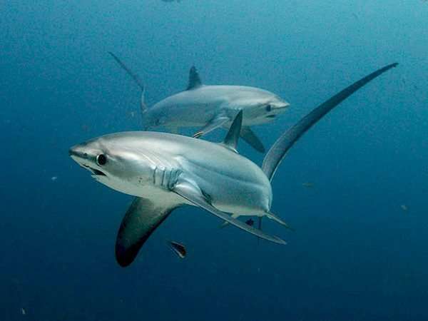 Monad Shoal (Malapascua Island)