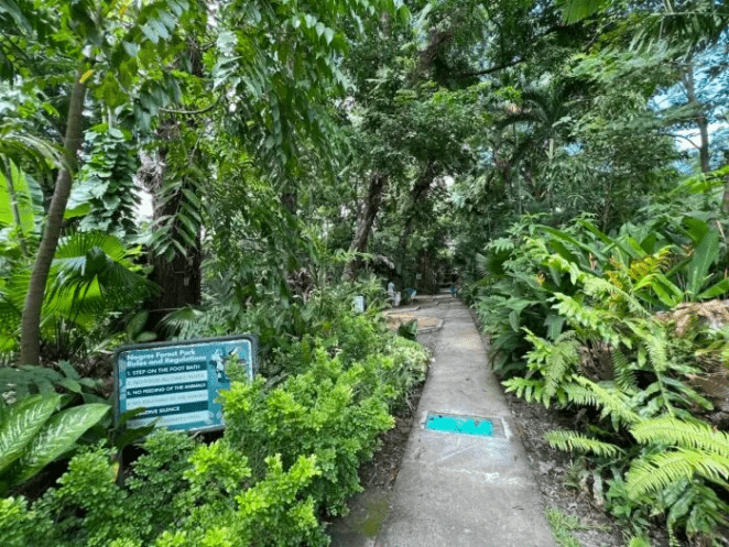 Negros Forest and Ecological Foundation