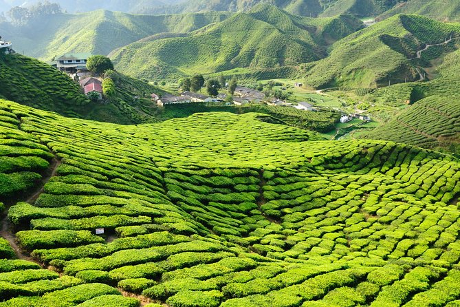 Cameron Highlands Malaysia