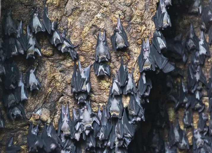 Bat Cave - Danjugan Island