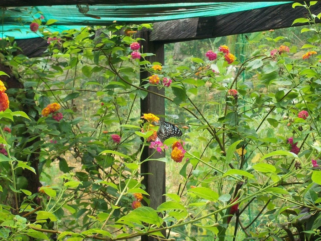 Butterfly Sanctuary in Siquijor 