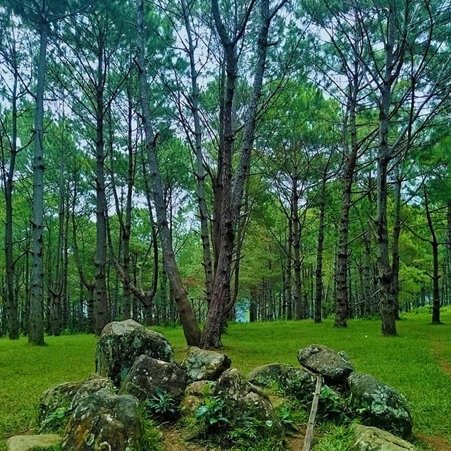 Pinewood Forest - Don Salvador Tourist spot